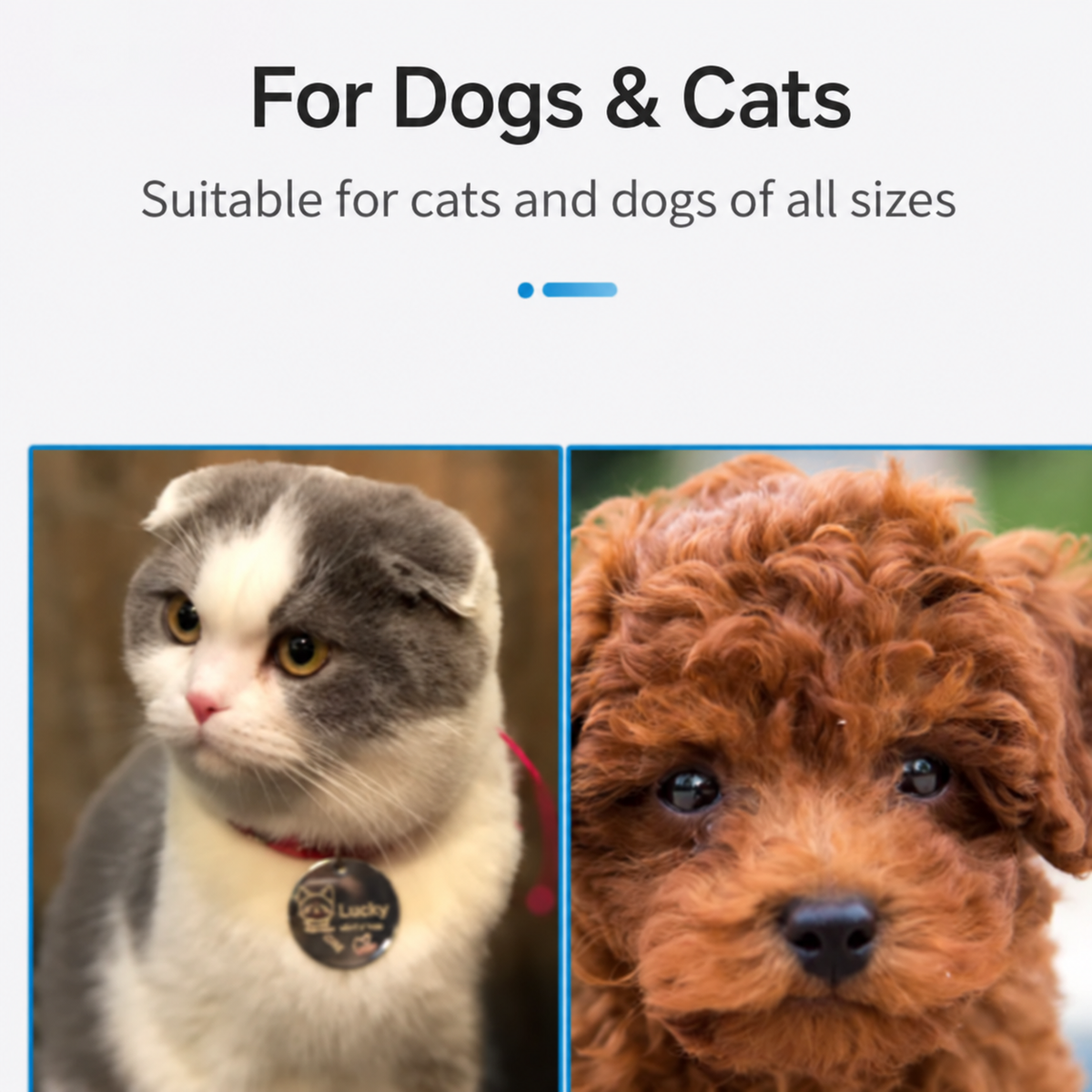 🐶 LED Safety Dog Collar – Don't Let Darkness Put Your Pet at Risk! 🌙